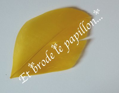 photo: Plume jaune