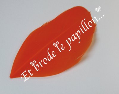 photo: Plume orange