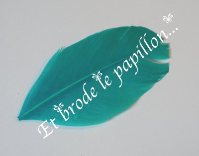 photo: Plume turquoise